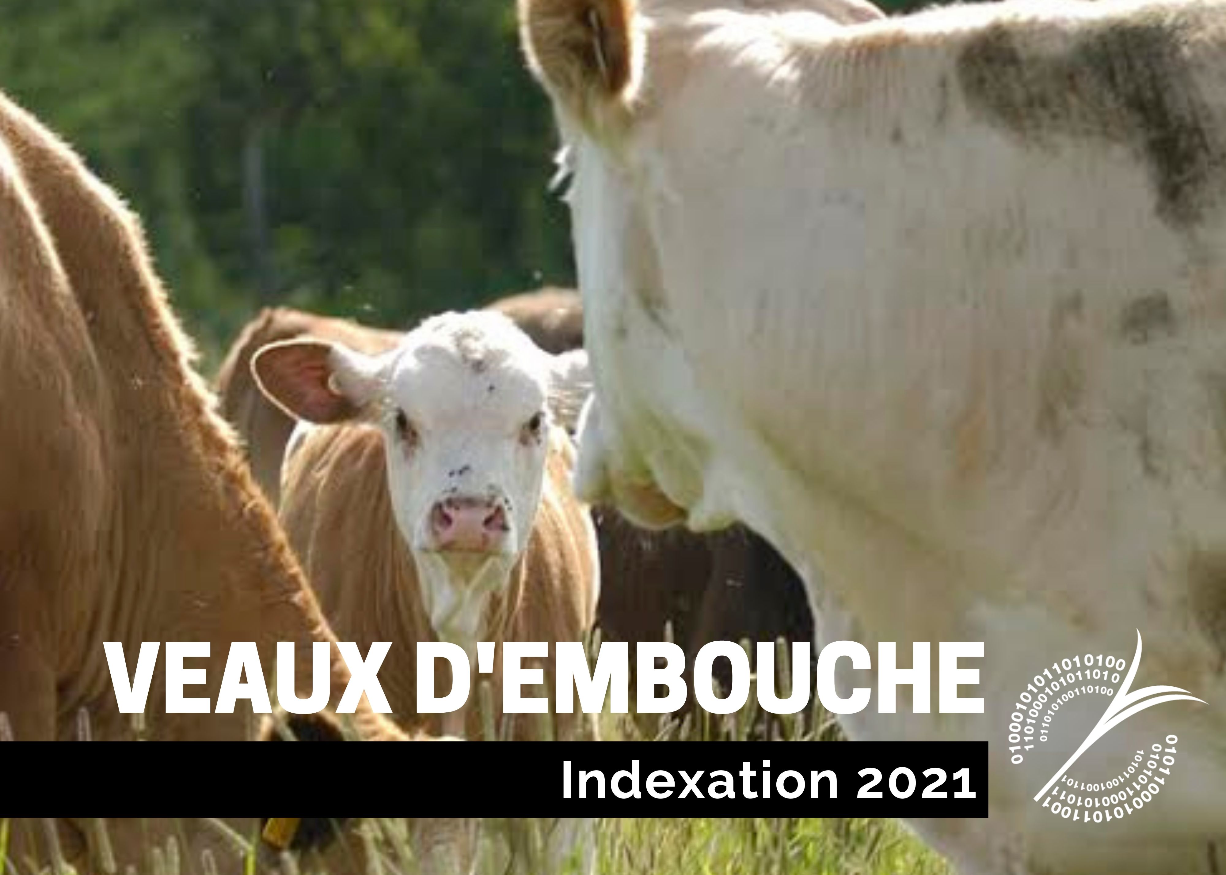 Études de coûts de production : INDEXATION 2021 - VEAUX D'EMBOUCHE